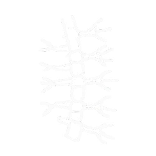 Medial Branch Nerve Blocks